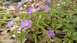 Anemone nemorosa 'Royal Blue' võsaülane